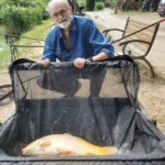 Az abaligeti horgásztó híres a nagyra nőtt pontyairól.