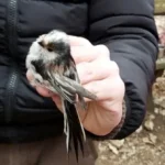 meggyűrűzött-őszapó