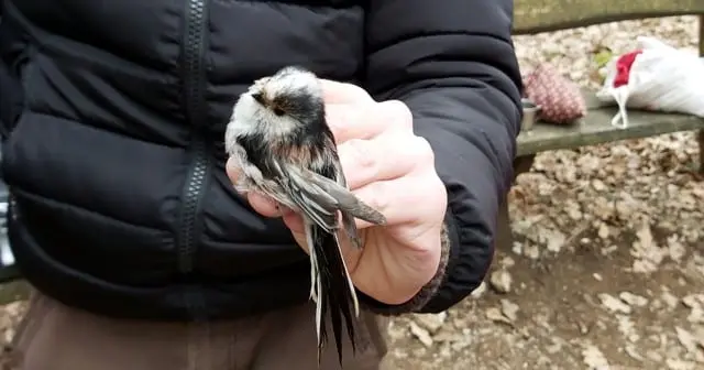 Meggyűrűzött őszapó